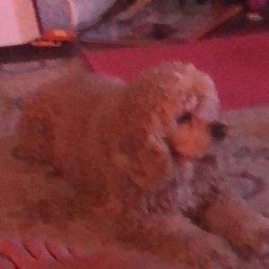 Meet your Posher, Brent